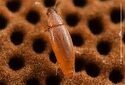В Европе обитает самый маленький жук