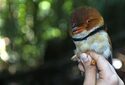 Количество птиц в Амазонии сокращается