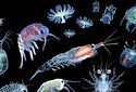 Планктон на страже климата