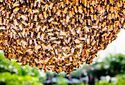 Восточные пчелы отреагировали на больших шершней антихищнической сигнализацией
