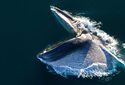 «Люк» из мышц и жира помогает ластоногим китам есть, не подавившись