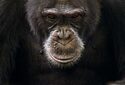 Дикие шимпанзе и гориллы впервые начали между собой войну