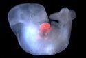 В Китае ученые успешно создали гибридный эмбрион человека и обезьяны