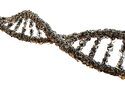 Определенная мутация генов укорачивает жизненный цикл