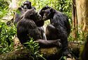 Наличие друзей повысила репродуктивный успех самцов шимпанзе