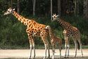 Биологи недооценили сложность социальной структуры жираф