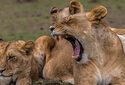 Львы зевают не перед сном