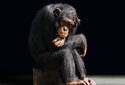 Смертельное заболевание шимпанзе вызвано бактериями