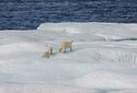 Устойчивость «последней ледяной зоны» к изменению климата переоценили