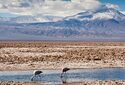 Добыча лития может поставить под угрозу некоторых фламинго в Чили