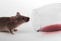 Комбинация двух лекарств уменьшила тягу зависимых мышей к алкоголю