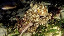 Часть осьминогов Octopus tetricus оказалась другим видом