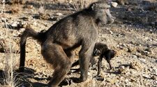 Ученые указали на причины ухода самок приматов за мертвыми детенышами