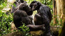 Наличие друзей повысила репродуктивный успех самцов шимпанзе