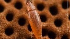 В Европе обитает самый маленький жук