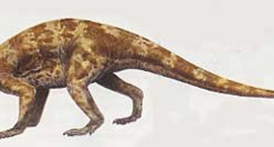 https://dinopedia.fandom.com/wiki/Thecodontosaurus